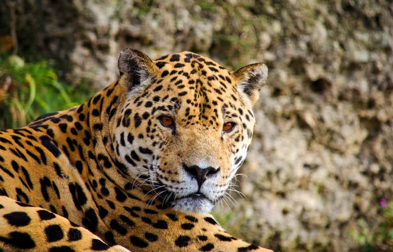 Jaguar, Brazil - Humboldt Travel