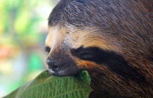 Sloth Amazon Peru