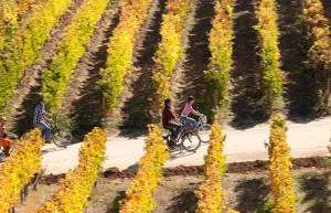 Vineyard in Argentina