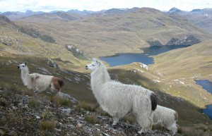 Llamas in the Avenue of the Volcanoes - Luxury holiday to Ecuador