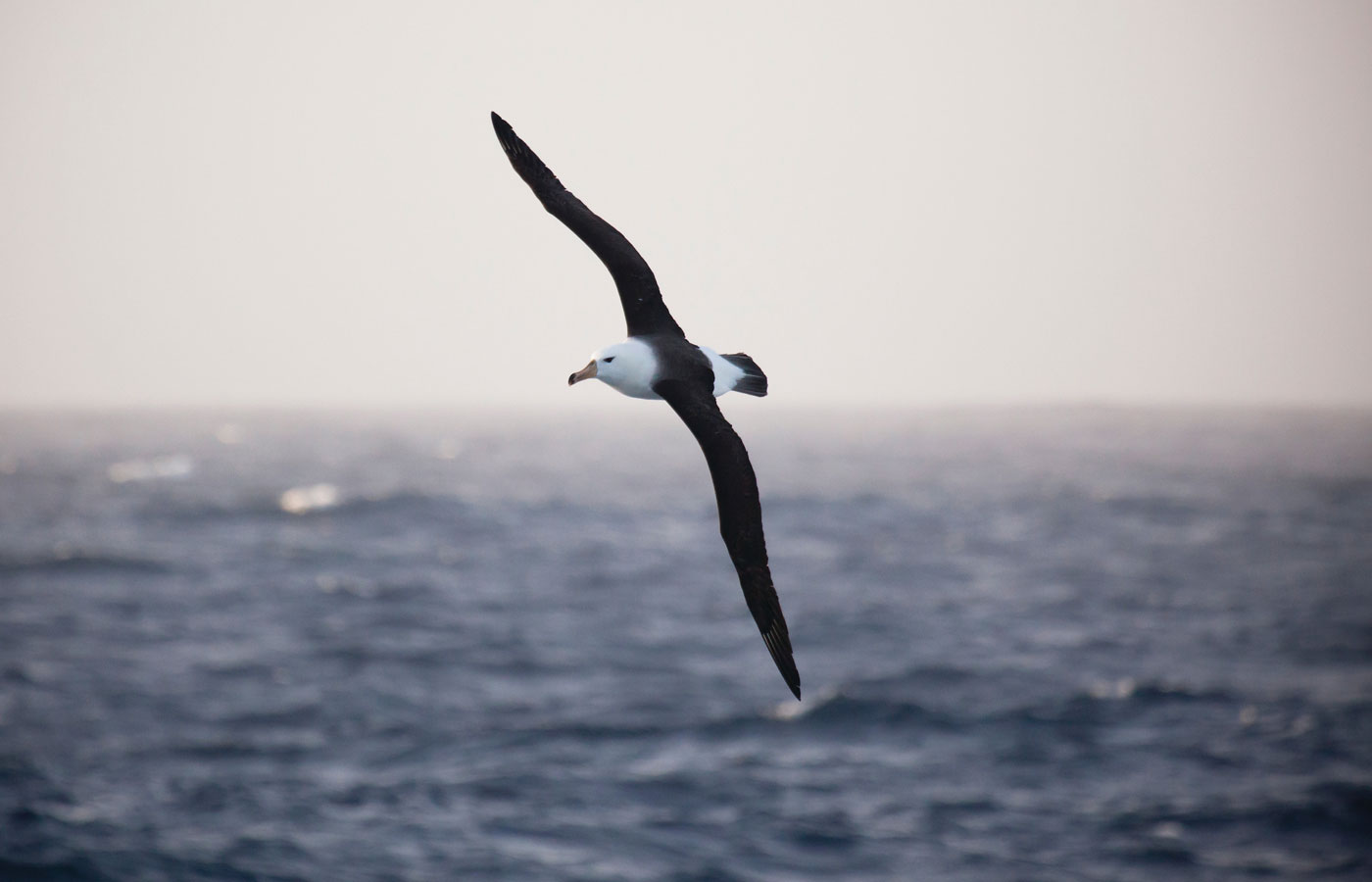 Antarctica-2