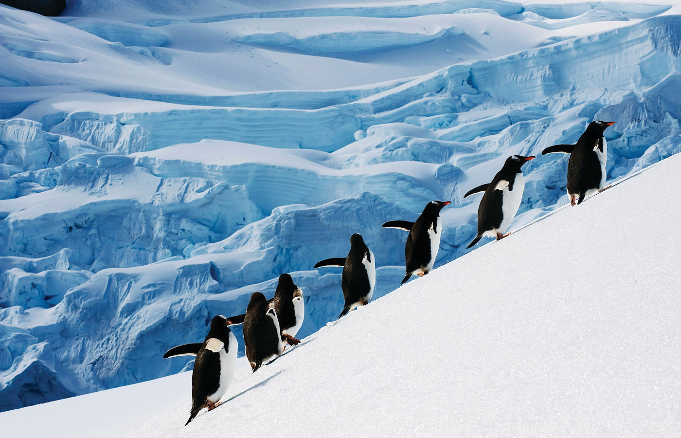 Antarctica-3
