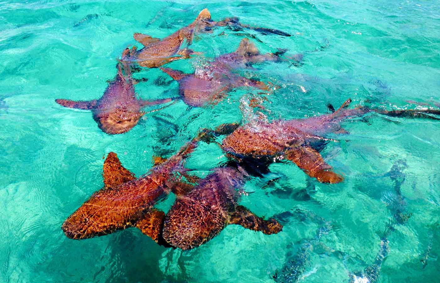 Belize Sharks Belize Sharks