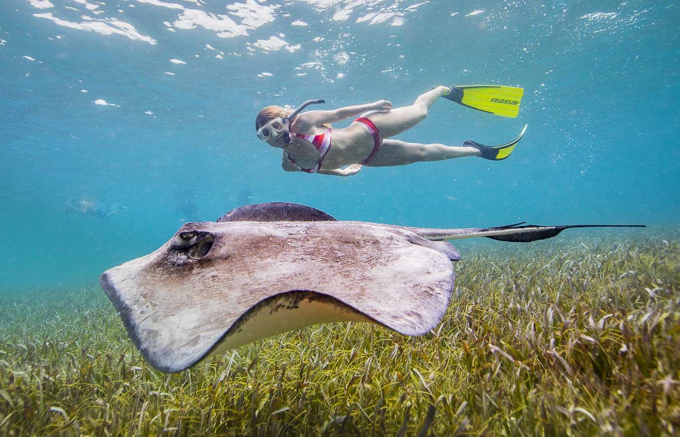 Belize deving with Sting Ray Belize snorkelling with Sting Ray, luxury Belize, tailor-made holidays to Belize, luxury holidays to Belize, Belize luxury holidays