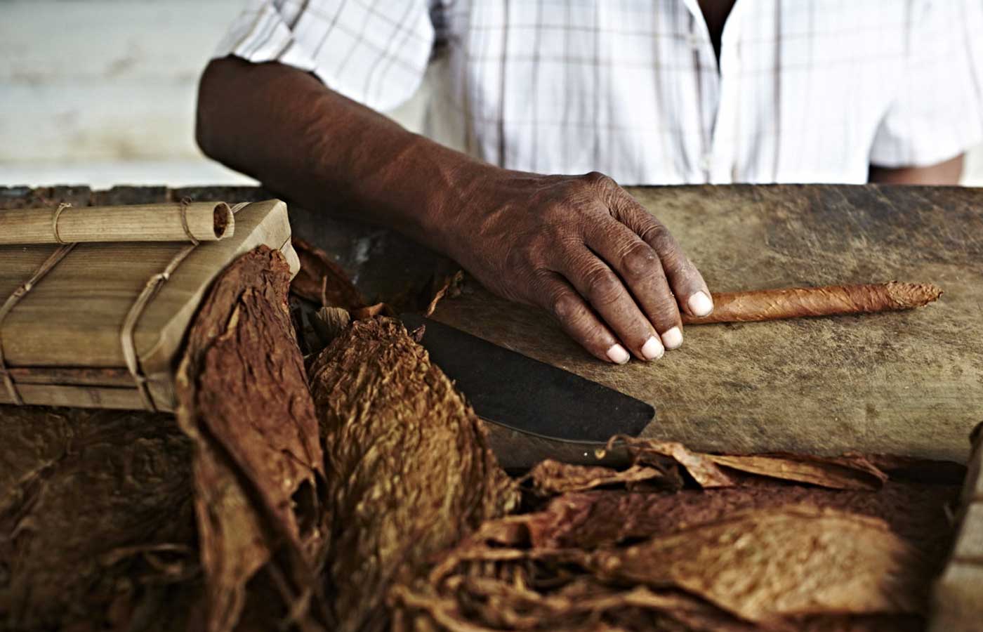 Cuban Cigar, Vinales, Cuba Cuban Cigar, Vinales, Cuba