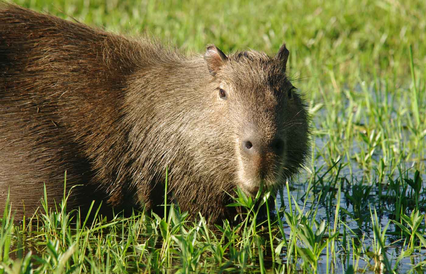 Ibera Wetlands Capybara Ibera Wetlands Capybara