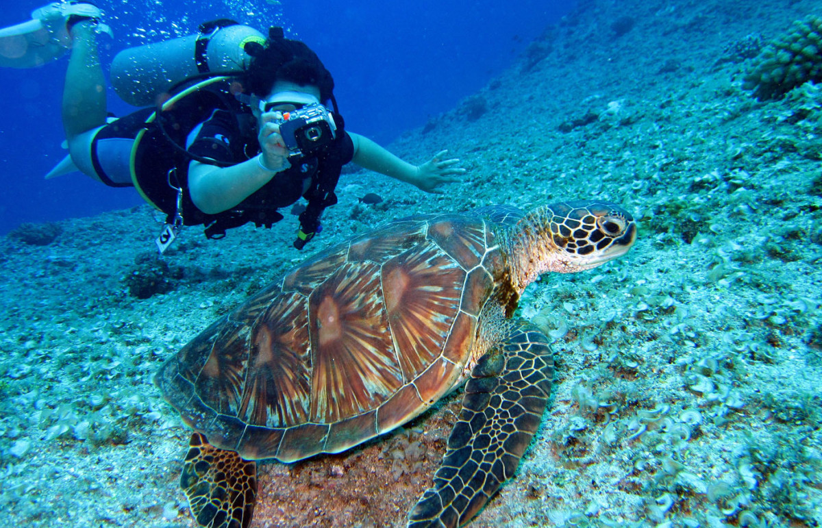 sea turtles tours in costa rica