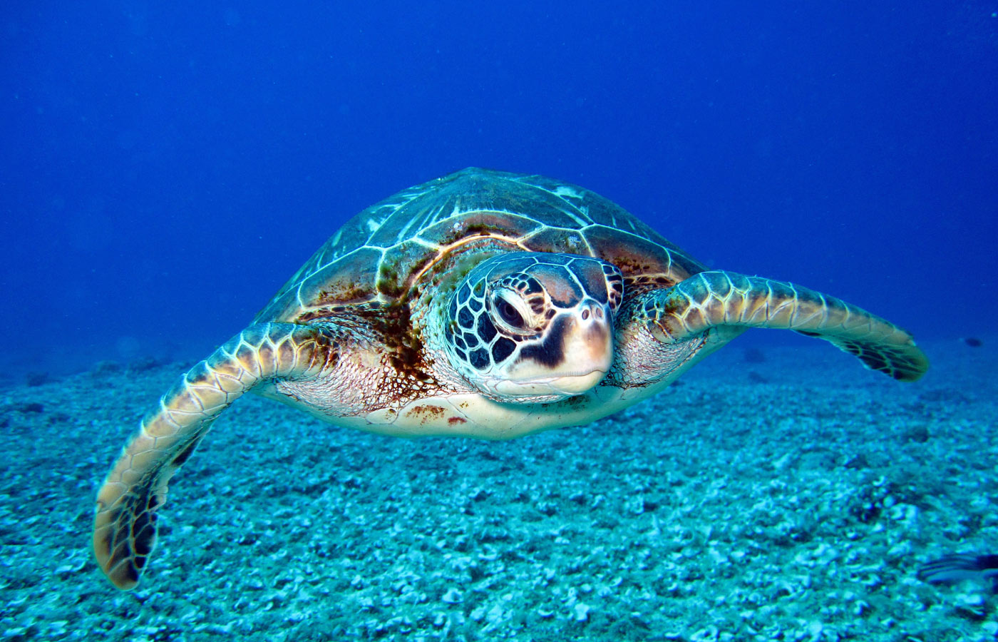 How-To Guide: Sea-Turtle Spotting in Costa Rica - Humboldt Travel