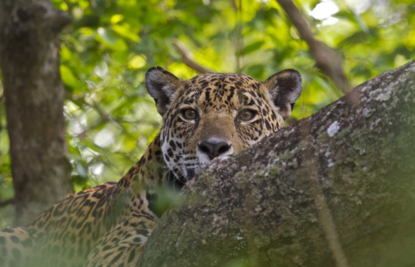 Jaguar Caiman Ecological Refuge Oncafari -Humboldt’s charity support in Brazil Caiman Ecological Refuge, Oncafari, Jaguar Project, Brazil Pantanal, luxury Brazil, luxury Pantanal, jaguar spotting