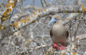 Red-footed booby on the Galapagos Islands