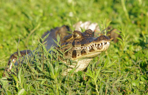 Caiman at the Ibera Wetlands in Puerto Valle, Argentina