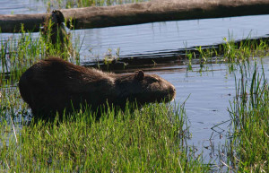 Capybara-at the Ibera Wetlands in Puerto Valle, Argentina