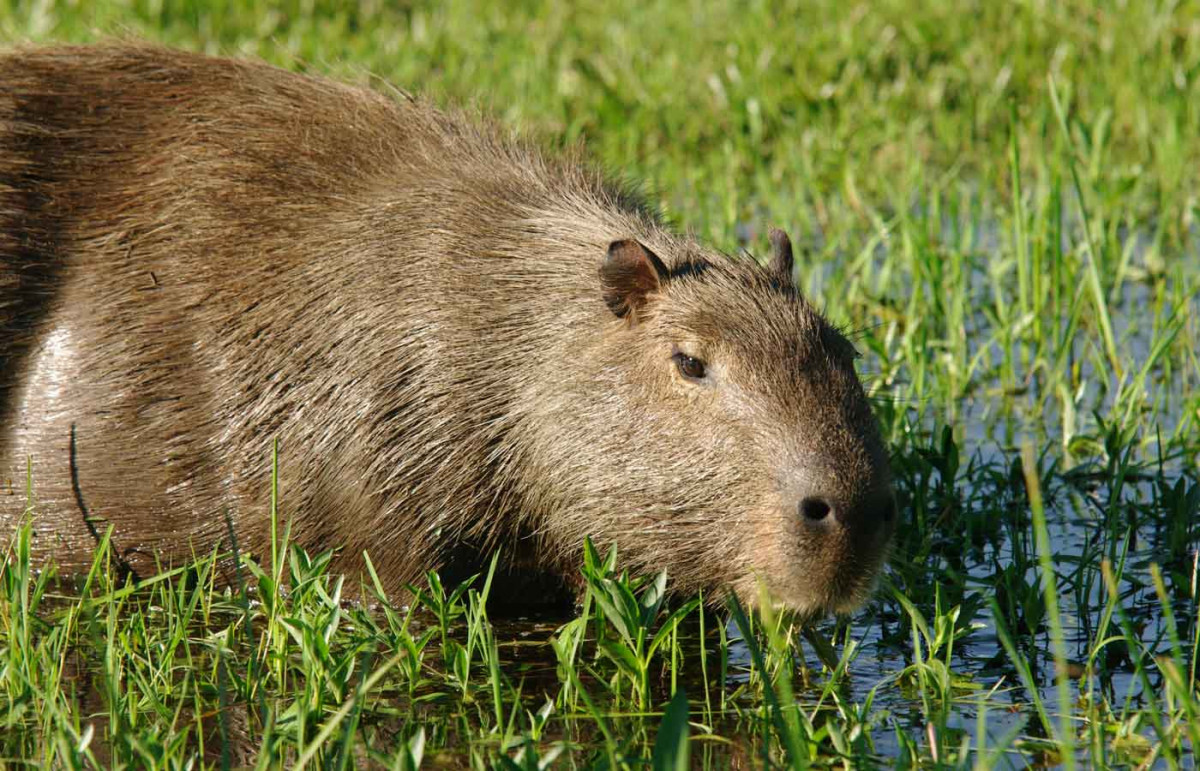 Capybara-at the Ibera Wetlands in Puerto Valle, Argentina - Humboldt Travel