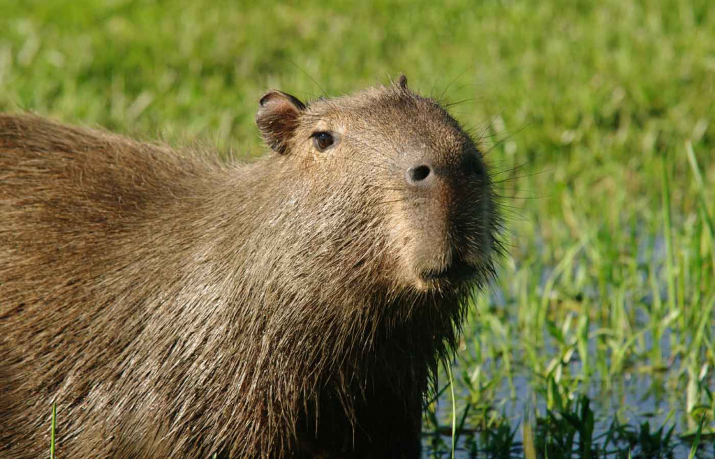 Capybara-at the Ibera Wetlands in Puerto Valle, Argentina - Humboldt Travel