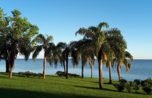 Palm-Trees  at the Ibera Wetlands in Puerto Valle, Argentina