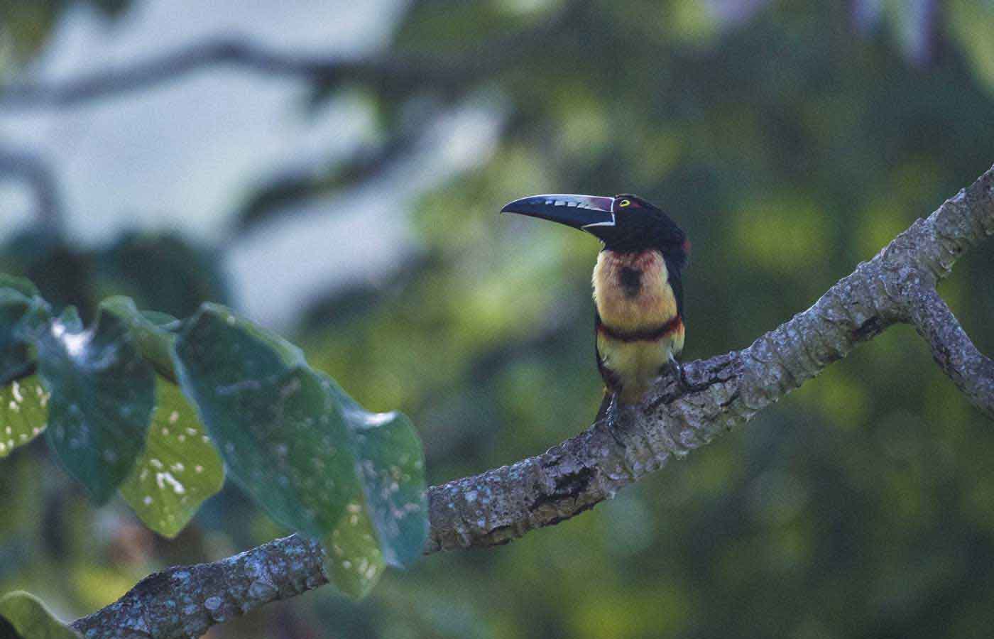 Belize-Toucan Toucan Belize, Luxury Belize, Belize holidays, luxury holidays to Belize, tailor-made Belize holidays