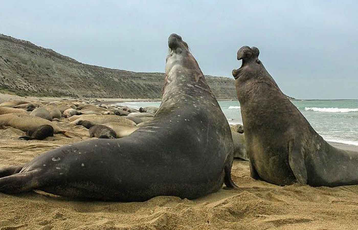 Elephant Seals, Estancia Rincon Chico, Valdes Peninsula, Argentina Elephant Seals, Estancia Rincon Chico, Valdes Peninsula, Argentina