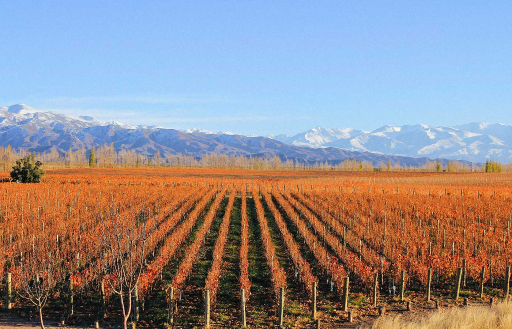 Vines around Casa de Uco