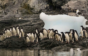 Adelie Penguin Colony, Hope Bay, Antarctica