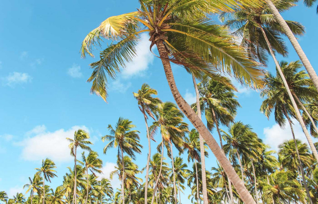 Palm trees - Luxury holidays in Porto de Galinhas