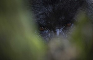 Gorilla, Mgahinga National Park, Uganda