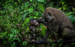 Primates, Murchison Falls National Park, Uganda