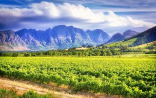 Stellenbosch vineyards, South Africa