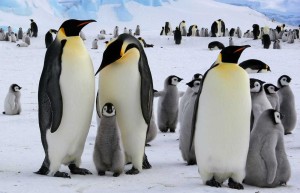 emperor penguins, Antarctica