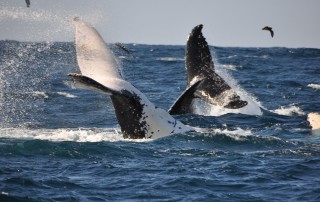 Whales, Hermanus, South Africa