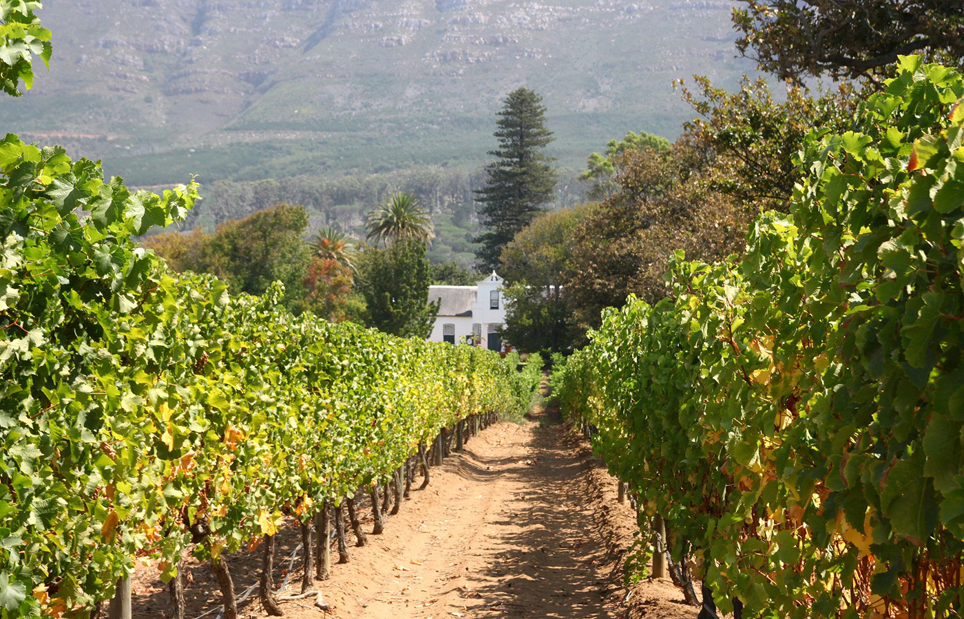 Luxury Holidays To South Africas Winelands Humboldt Travel