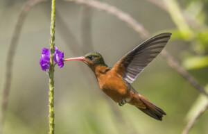 Cinnamon hummingbird, Guatemala