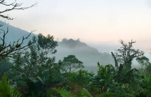 Cloud Forest Guatemala