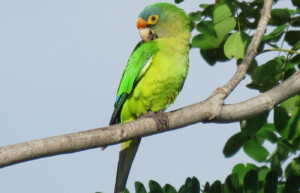 Orange-fronted Parakeet Guatemala