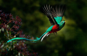 Flying Resplendent Quetzal, Guatemala