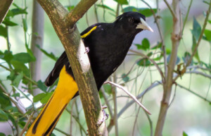 Yellow-winged Cacique, Guatemala
