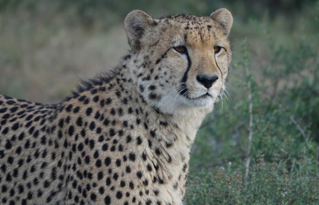 Cheetah, Kwandwe Private Game Reserve, South Africa