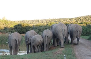 Elephants, Kariega Private Game Reserve, South Africa