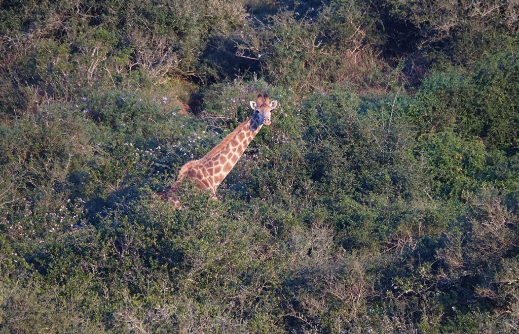 Giraffe, Kariega Private Game Reserve, South Africa