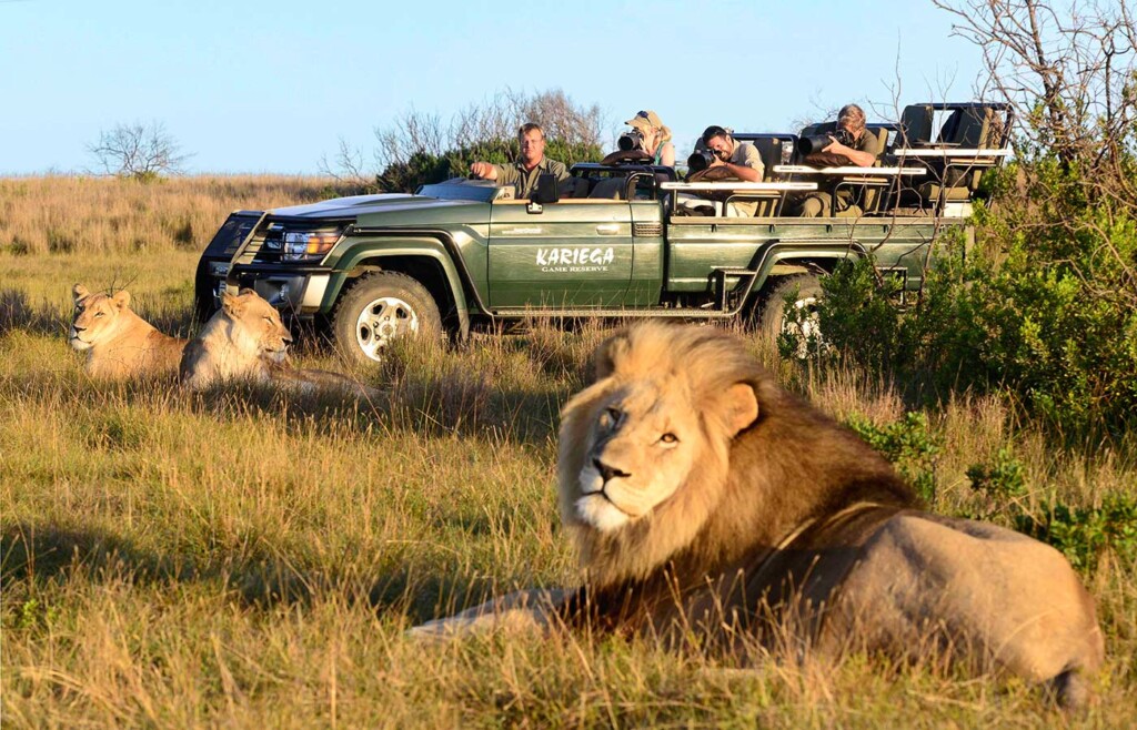 Lion, Kariega Private Game Reserve, South Africa