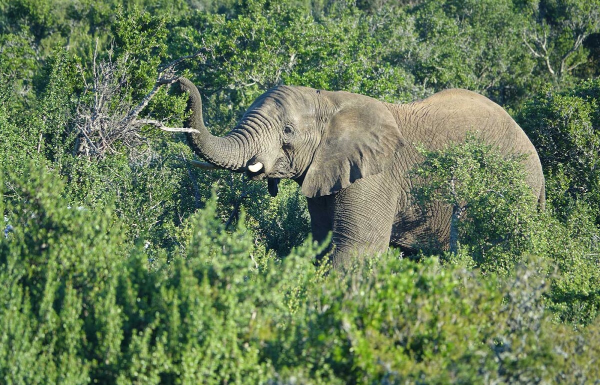 Elephant, Kwandwe Private Game Reserve, South Africa - Humboldt Travel