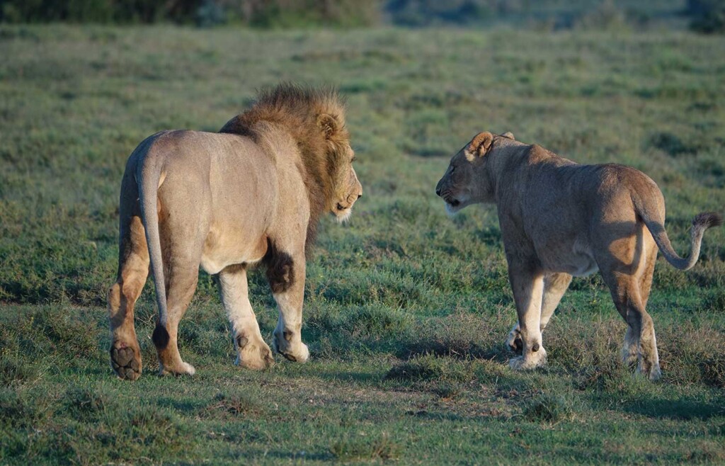 Lions, Kwandwe Private Game Reserve, South Africa