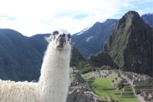 Llama, Peru, South America