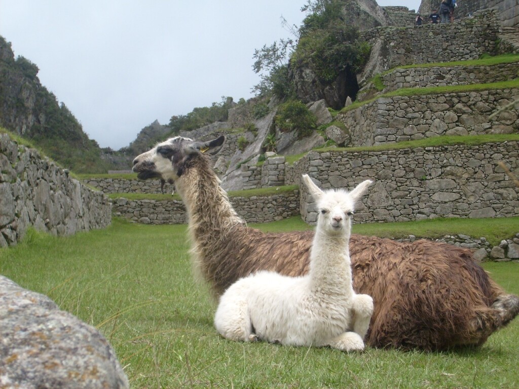 Llamas Machu Picchu, Peru