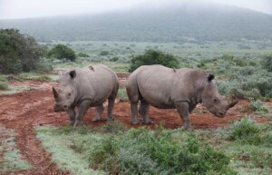 Rhinos, Shamwari Private Game Reserve, South Africa