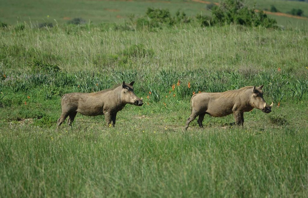 Warthogs, Shamwari Private Game Reserve, South Africa