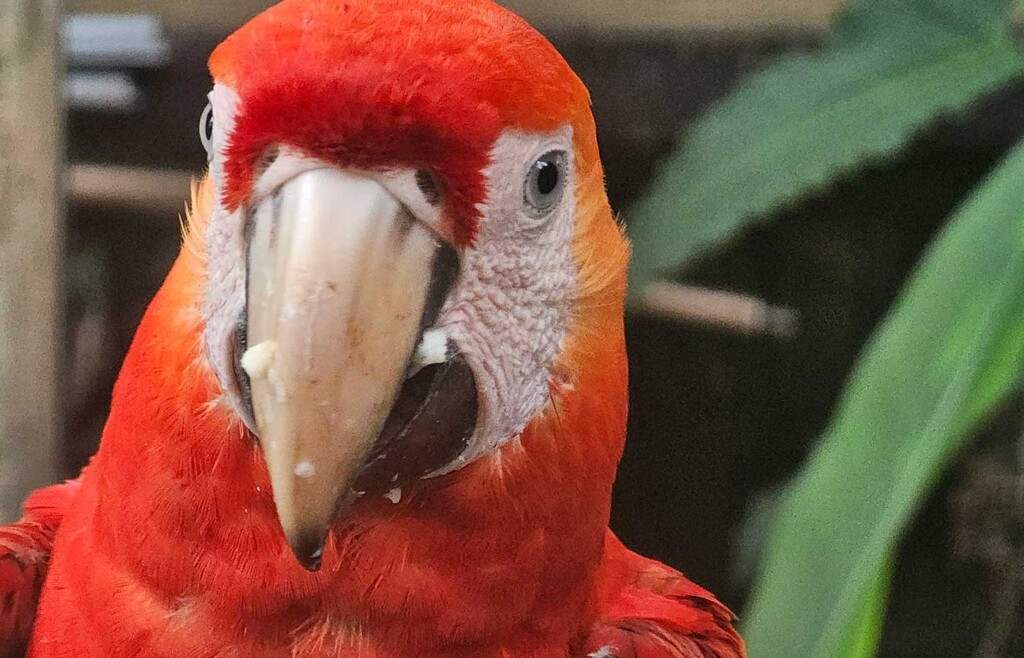 Scarlet-Macaw,-The-Amazon,-Brazil