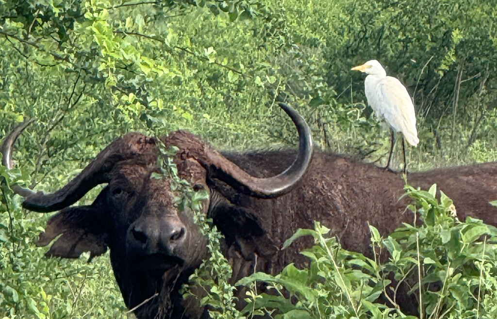 Buffalo and Egret, Meru, Kenya, Africa