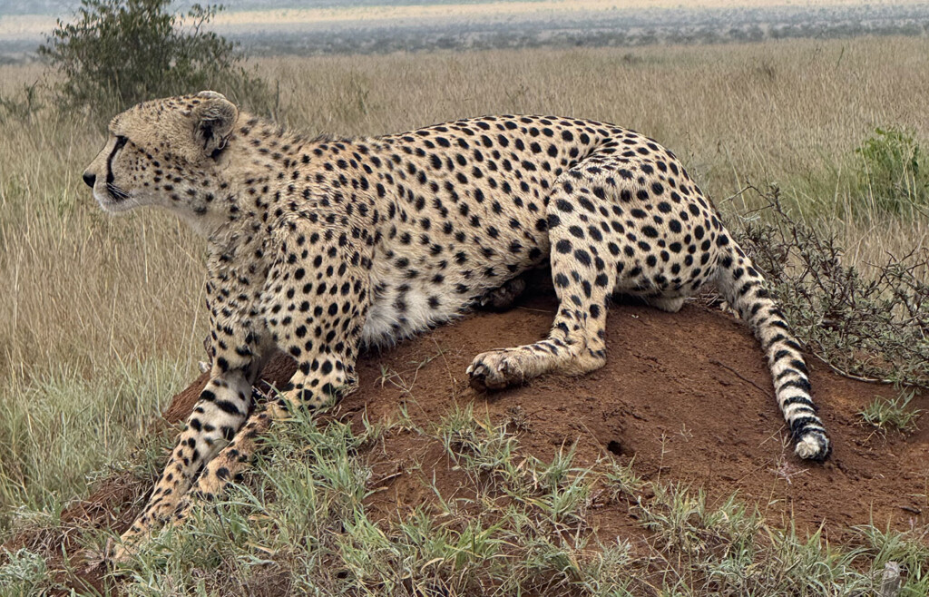 Cheetah, Loisaba conservancy, Kenya, Africa