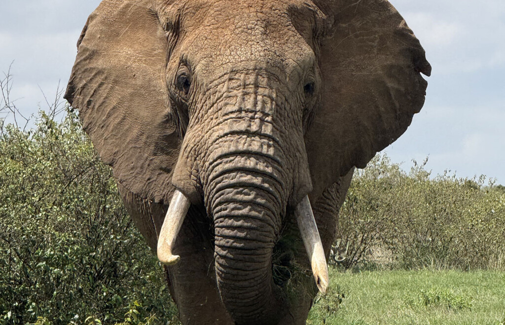 Elephant, Loisaba conservancy, Kenya