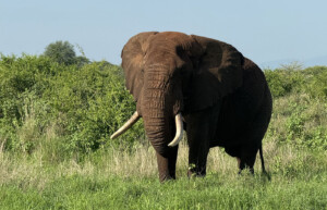 Elephant, Loisaba conservancy, Kenya